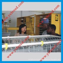 West Africa Type Layer Cages